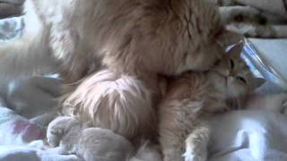 Кошка и кот.Семья.Любовь.Секс... Кошка и кот.Семья.Любовь.Секс...