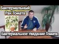 Бактериальный Рак Томата/Бактериальное Увядание Томата