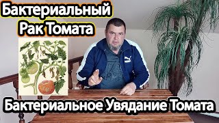 Бактериальный Рак Томата/Бактериальное Увядание Томата