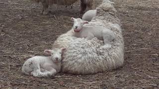 Lambs Sleeping On Their Mothers Backs