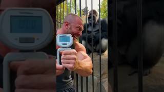 This Gorilla Breaks The Mans Ego シ