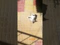 cat comitti