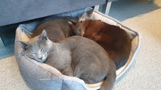 The One When All Three Cats are Relaxing in the Basket - Russian Blue Kittens & Burmese Cat by Rupert the Cat and Family 933 views 2 years ago 7 minutes, 2 seconds