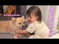 赤ちゃんに初めてハグをされたポメラニアンの反応が可愛過ぎました…