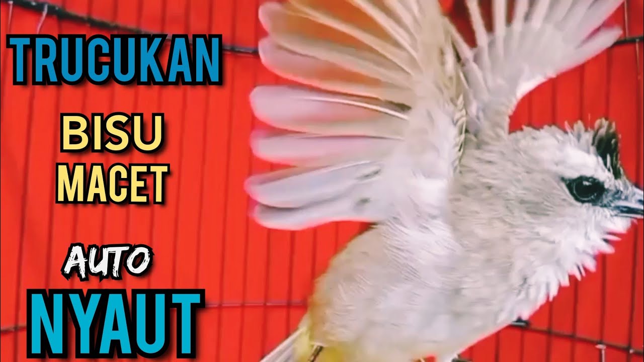 Trucukan Macet Bisu STRES AGAR BUNYI GACOR PUTARKAN PANCINGAN INI 99,9% NYAUT GACOR IKUT NGROPEL ‼️