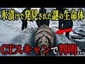 永久凍土から発見された“禁断の生命体”…DNA解析で暴かれた歴史のタブーとは？【都市伝説不思議ミステリー】