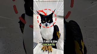 Animales que pueden matarte sin tocarte 😨 (Los más peligrosos del mundo)