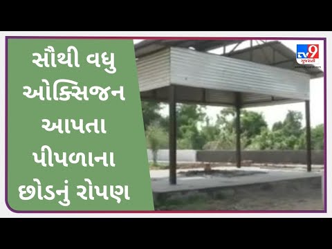 મહેસાણા પીપળો સૌથી વધુ ઓક્સિજન આપતું વૃક્ષ |Tv9gujaratinews