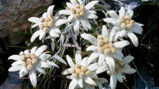 Miniatura del video "**EDELWEISS**   - instrumental version (with lyrics to the song)"