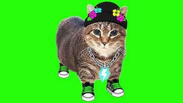 OIIA OIIA HERE Spinning CAT