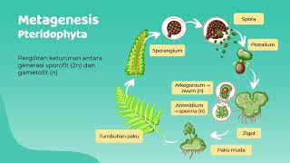 Reproduksi Tumbuhan Paku (Pteridophyta)