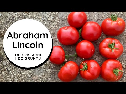 🍅The taste and aroma of ancient tomatoes🏅Abraham Lincoln, greenhouse tomato, FLASY fruits, beefsteak