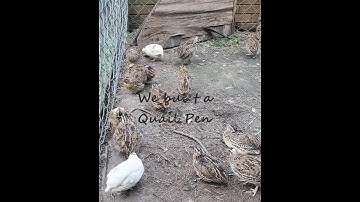 We built a Quail Pen