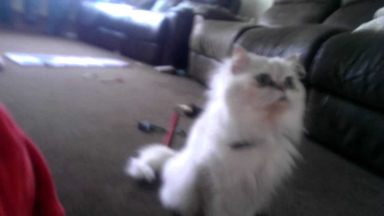 Feeding my cat part 2 (with extra training!!! )