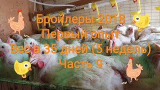 Бройлеры 2018. Первый опыт / Часть 9: Вес в 35 дней (5 недель)