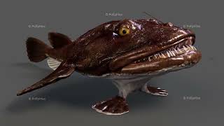 European angler/Sea devil 3D model