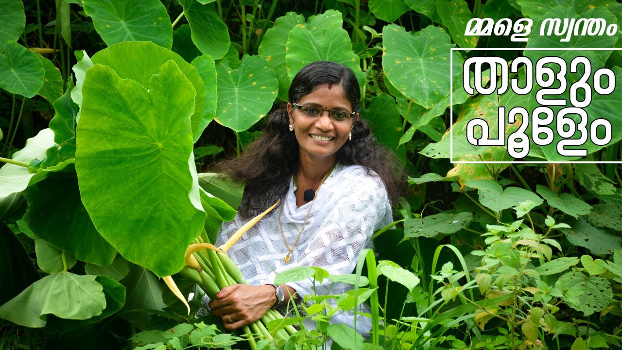 Traditional Soup of Kerala | കേരളത്തിന്റെ സ്വന്തം താളും പൂളയും | Village Foods | Cheerulli Media