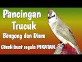 Pancingan trucuk sering bengong dan malu malu dan sering diam...