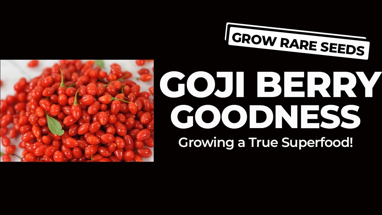 GROW RARE SEEDS | How To Grow and Dry Goji Berries - YouTube
