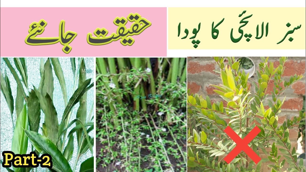 Ilayachi Tree Elaichi Plant