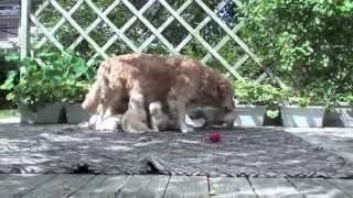 golden retriever puppies 22 days/щенки ретривера с мамой. 22 дня видео Свинка Пеппа мультфильм У Пеппы закончилась туалетная бумага, Пеппа какала в туалете и обкакалась