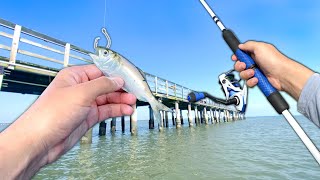 Fishing for PIER GIANTS with LIVE BAITFISH (Saltwater Fishing)