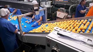 Client Il Frutteto - Gentle Weighing Line For Delicate Fruit - Linea Di Pesatura Delicata