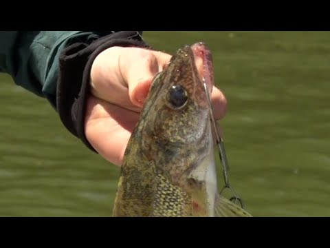 MN DNR Considering Reducing Statewide Walleye Limit From 6 to 4 Fish | Lakeland News