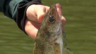 MN DNR Considering Reducing Statewide Walleye Limit From 6 to 4 Fish | Lakeland News