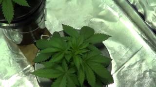 Social Grow LA Affair Update #7