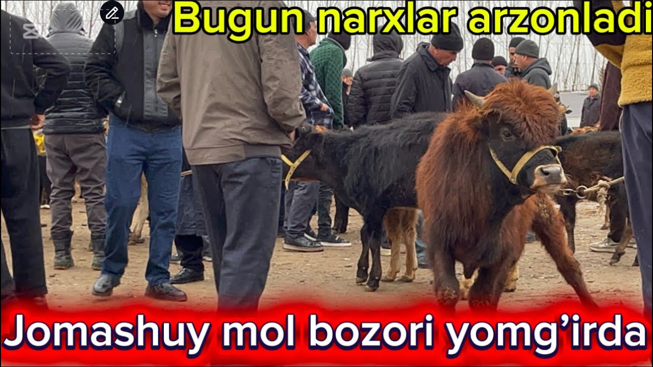 🛑 Mingbuloq Jomashuy mol bozori narxlari Yomg’irli va shamolli bozor 😁