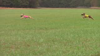 2019 AHCA National Specialty - ASFA Lure Coursing - Final Open 3 by Afghan Hound Club of America 25 views 4 years ago 52 seconds