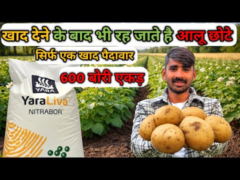 NPK देने के बाद भी आलू छोटे क्यों रह जाते हैं?|आलू में कैल्शियम–बोरॉन का सही उपाय।Yara Liva Nitrabor