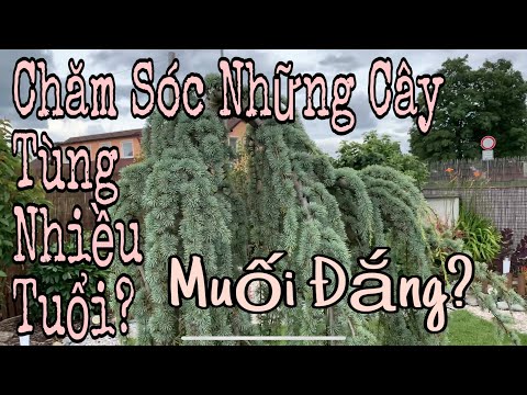 Video: Sinh Sản Của Cây Lá Kim