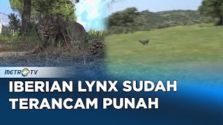 Status Hewan Iberian Lynx Sudah Tidak Terancam Punah, Para Aktivis Konservasi Bergembira