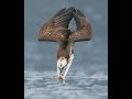 Best of Eagle & Osprey Dive-Bomb 50 mph!! | Perfect Attack Moments Caught On Camera Slow Motion 2021