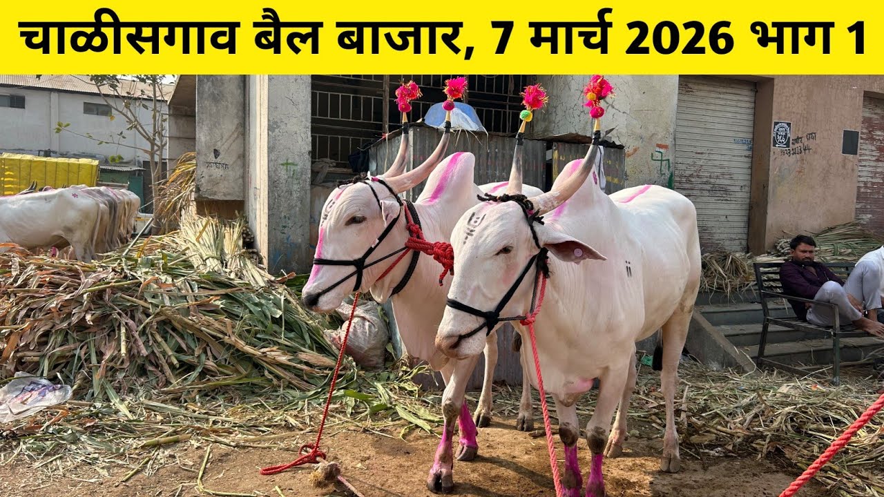 अनवर शेठ यांच्या दावणीतील 1 नंबर सौदेबाजी 😱 चाळीसगाव बैल बाजार, दिनांक- 7 मार्च 2026 🥰 #बैलखरेदी