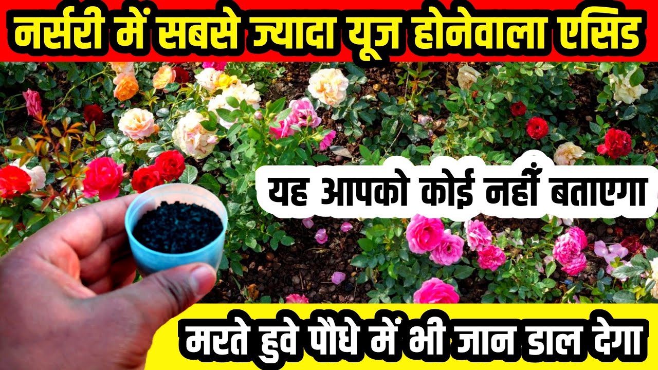 नर्सरी में सबसे ज्यादा यूज होनेवाला Fertilizer/नर्सरी सिक्रेट खाद/Best Organic Fertilizer For Plant
