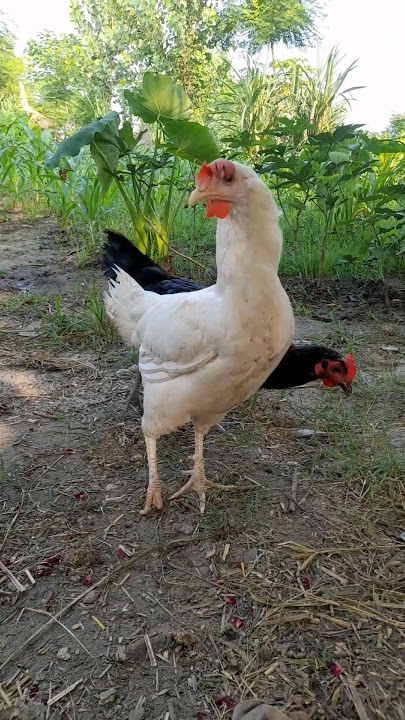 White Desi Hen #shorts video
