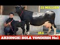 ARZONCHI BOLA JANGDA YOSH SUTDOR SIGIRLAR NARXLAR XALQIM BOP DUO QILIN