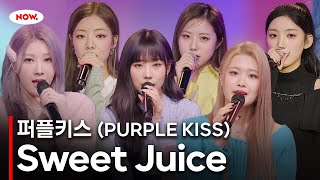 [LIVE] 퍼플키스(PURPLE KISS) - Sweet Juiceㅣ네이버 NOW.