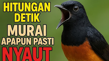 Suara Murai Batu Medan Gacor Sangat Efektif buat Pancingan Murai yang Susah Bunyi