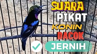 Suara panggilan konin dacok emosi yang cocok untuk pikat konin liar yang susah turun #kicaumania