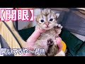 【子猫の成長記録】マンチカンの子猫が開眼した件 ∼猫のいる生活Vol.33∼ マンチカン短足・ミヌエット・ペルシャ猫専門ブリーダー『ペット蔵人』