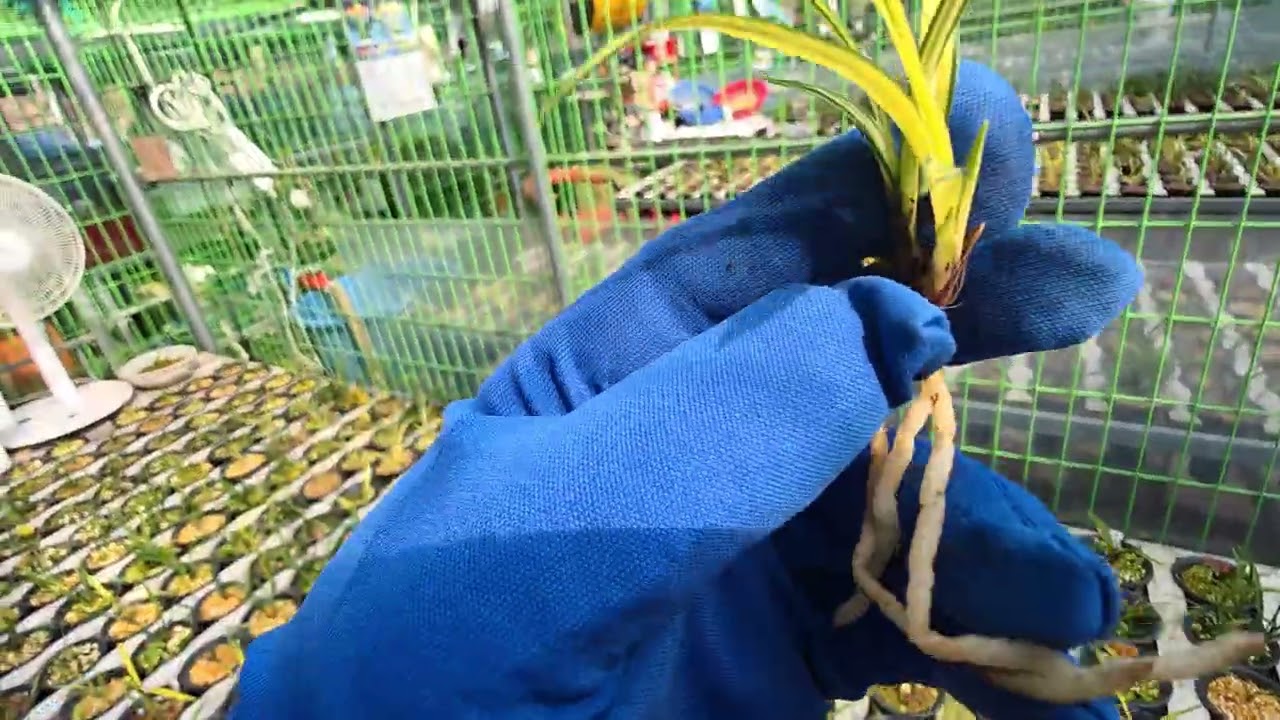 단엽31중투17사피9정일,품5단엽38정일품5중투17중투16호피501058716655