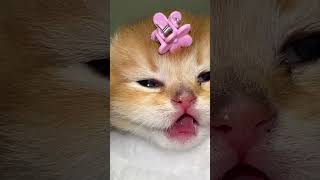 Cute kitten magic 😺✨ #catvideos #cat #catshorts #cute #kitten #catlover #kitty