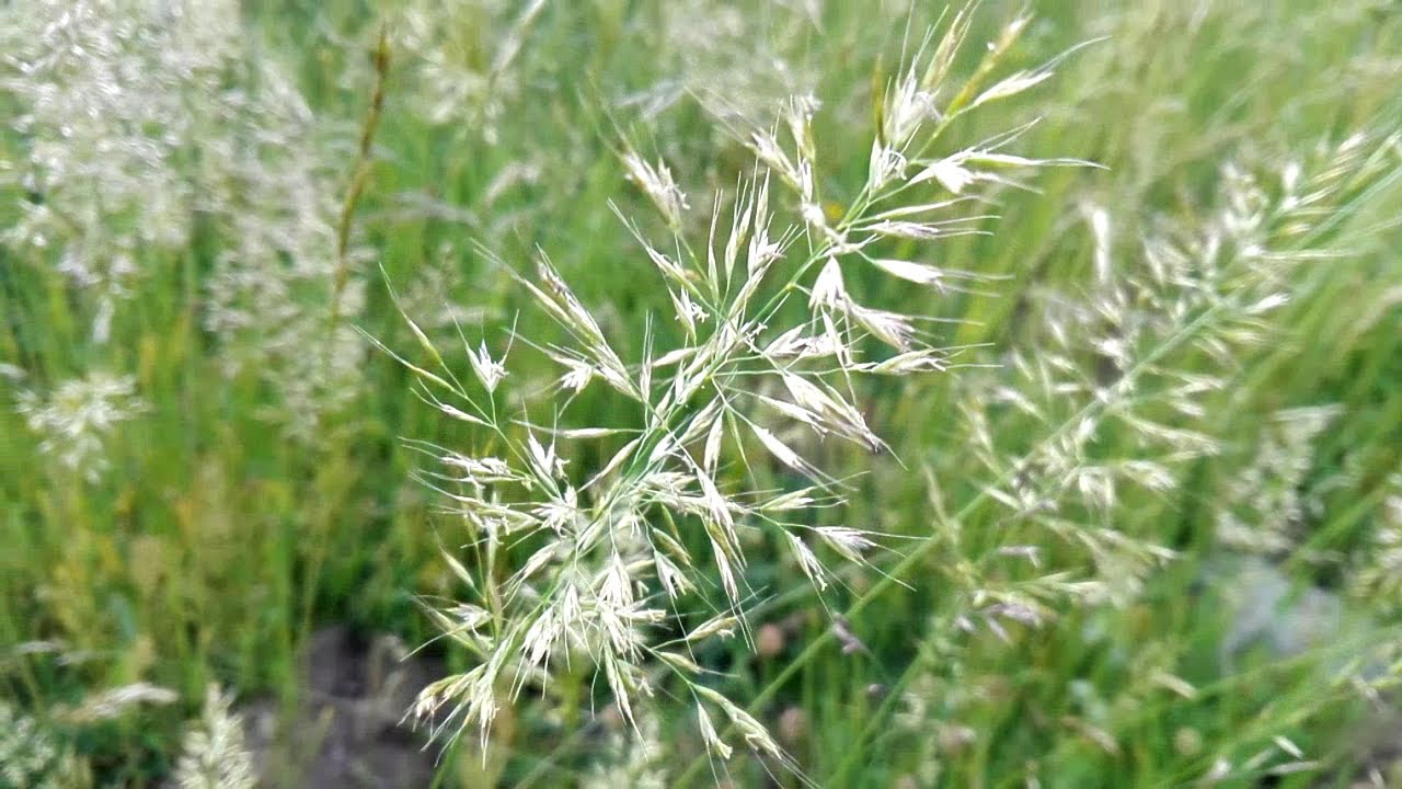 Trisetum flavescens (Yellow-oat-grass)
