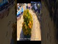 우리의 사랑이 필요한거죠 [정서주] #shorts #mini5pro #정서주 #변지섭 #우리의사랑이필요한거죠 #drone #반계리은행나무