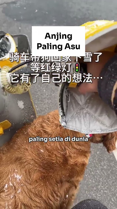 The most DOG*NG dog!!