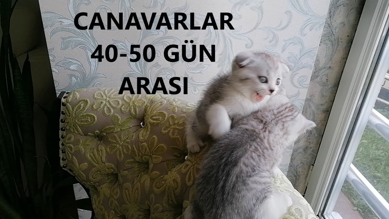 Disi Kedi Mi Erkek Kedi Mi Sahiplenmeliyim Bilinmesi Gereken 4 Madde Youtube